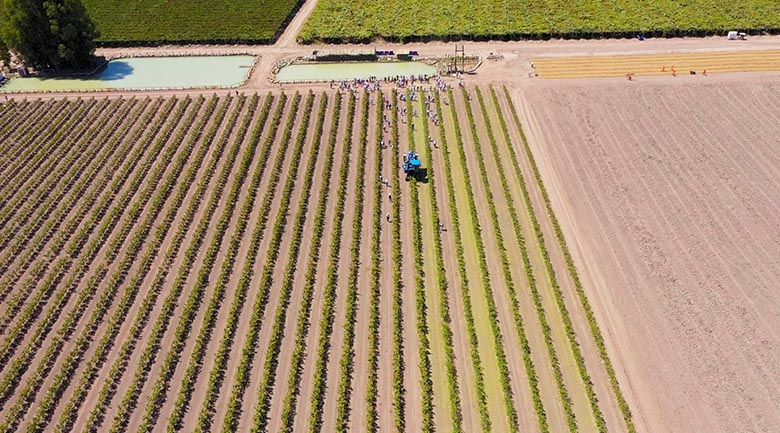 agrotree-gestión-desarrollo-proyectos-agrícolas-proyectos-almendros-martino