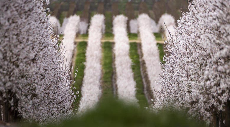 agrotree-gestión-desarrollo-proyectos-agrícolas-proyectos-almendros-portugal