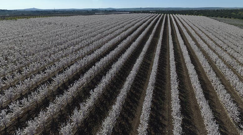 agrotree-gestión-desarrollo-proyectos-agrícolas-proyectos-old